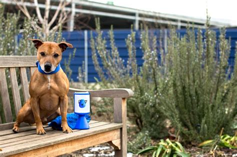 battersea dog donation